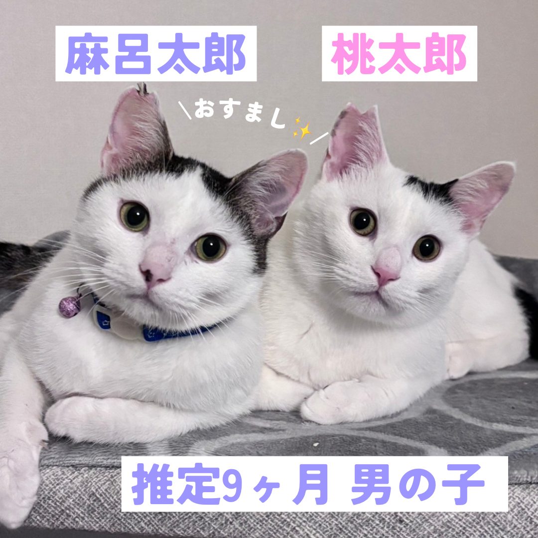 元気もりもり仲良し兄弟の里親募集開始です！ | ねこから目線。