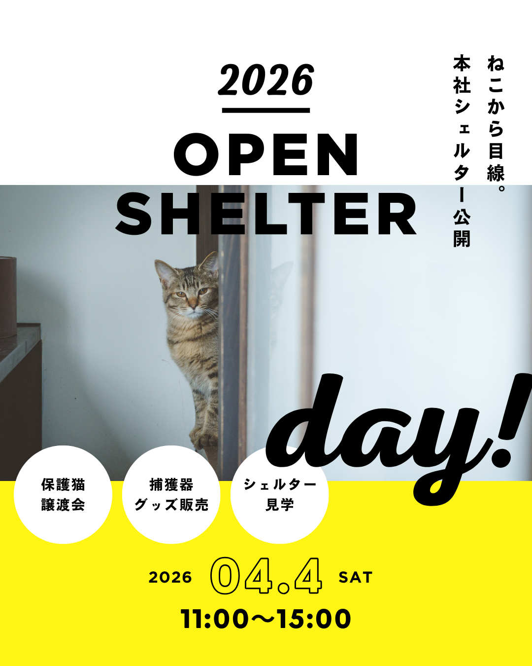 オープンシェルターDAY! 開催します!! | ねこから目線。