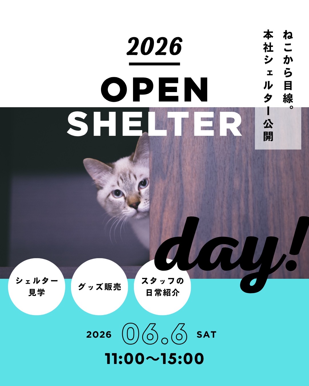 6/6オープンシェルターDAY! 開催します!! | ねこから目線。