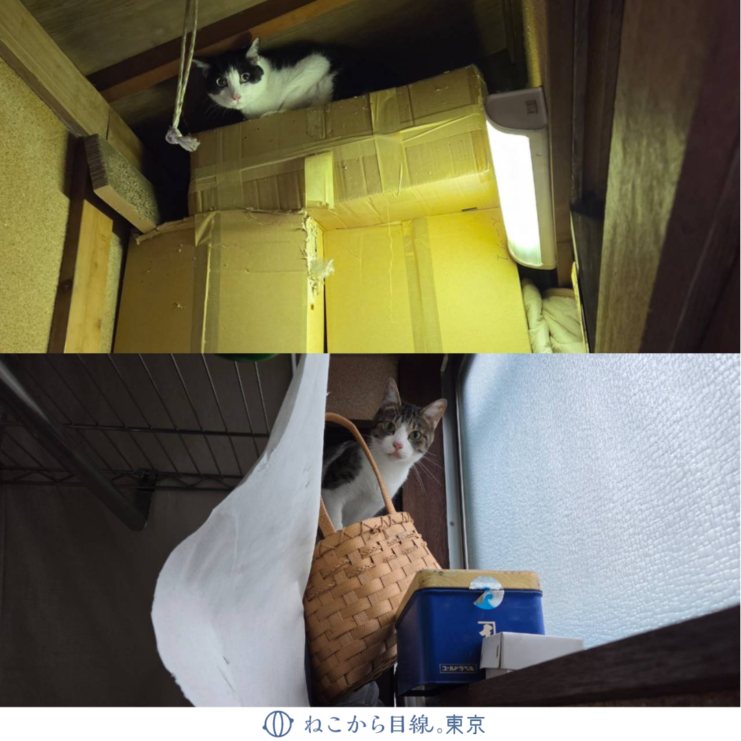 ねこおじ@引越し処分中 ガラスキャビネット 古民家に残された猫さん達のお引越し依頼 | ねこから目線。