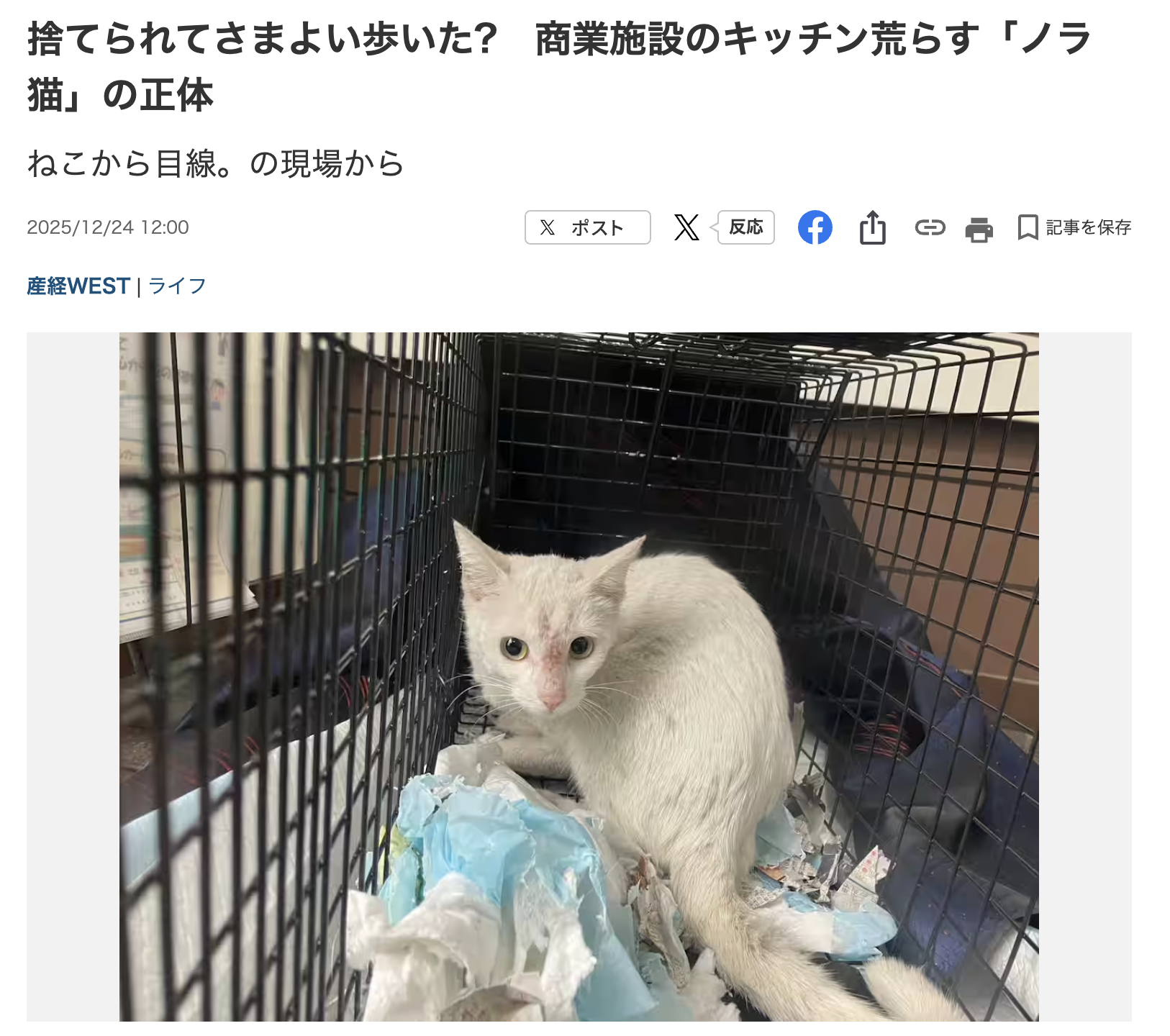 産経新聞連載12月 | ねこから目線。